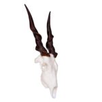 SKULLIES – Miniature Eland Skull
