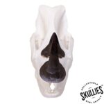 SKULLIES – Miniature Rhino Skull