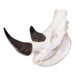 SKULLIES – Miniature Rhino Skull