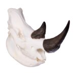 SKULLIES – Miniature Rhino Skull