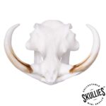 SKULLIES – Miniature Warthog Skull