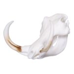 SKULLIES – Miniature Warthog Skull