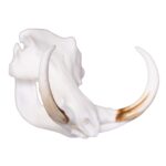 SKULLIES – Miniature Warthog Skull