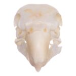 Real Monk Parakeet Skull