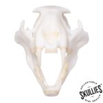 SKULLIES – Miniature Leopard Skull