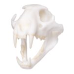 SKULLIES – Miniature Leopard Skull