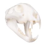 SKULLIES – Miniature Leopard Skull