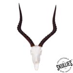 SKULLIES – Miniature Impala Skull