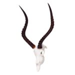 SKULLIES – Miniature Impala Skull