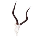 SKULLIES – Miniature Impala Skull