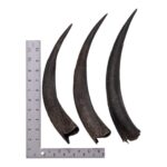 Real Kudu Horn – Single