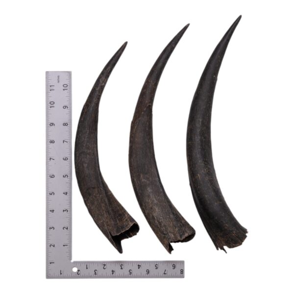 Real Kudu Horn – Single