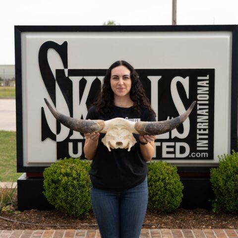 Real Longhorn Skull Plate - Limited Quantity