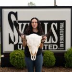Real American Bison Skull