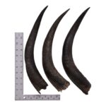 Real Kudu Horn – Single