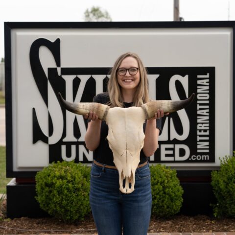 Real Longhorn Skull - Standard Quality