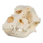Real Domestic Dog Skull – Pathology