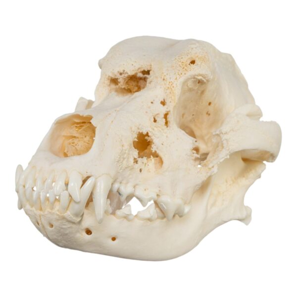 Real Domestic Dog Skull – Pathology