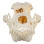Real Domestic Dog Skull – Pathology