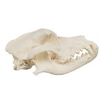 Real Domestic Dog Skull – Pathology