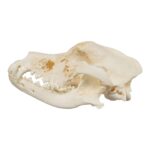 Real Domestic Dog Skull – Pathology