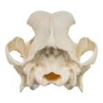 Real Domestic Dog Skull – Pathology