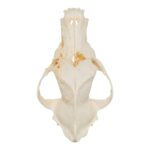 Real Domestic Dog Skull – Pathology