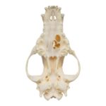 Real Domestic Dog Skull – Pathology
