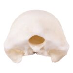 Replica Brown Kiwi Skull