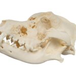Real Domestic Dog Skull – Pathology