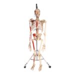 Real Human Painted Skeleton – Articulated