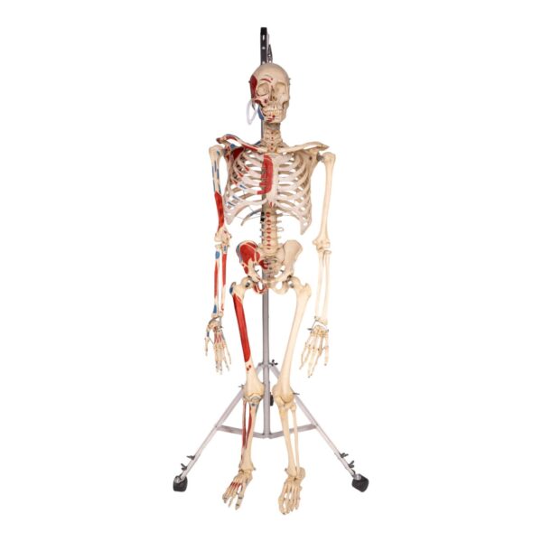 Real Human Painted Skeleton – Articulated