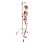 Real Human Painted Skeleton – Articulated