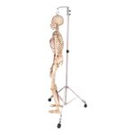 Real Human Painted Skeleton – Articulated