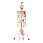Real Human Painted Skeleton – Articulated
