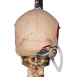 Real Human Painted Skeleton – Articulated