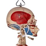 Real Human Painted Skeleton – Articulated
