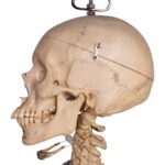 Real Human Painted Skeleton – Articulated