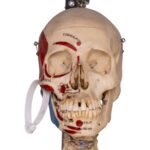 Real Human Painted Skeleton – Articulated