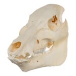 Real Potbellied Pig Skull – Damaged