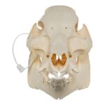 Real Potbellied Pig Skull – Damaged