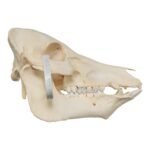 Real Potbellied Pig Skull – Damaged