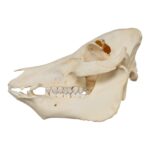 Real Potbellied Pig Skull – Damaged
