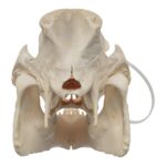 Real Potbellied Pig Skull – Damaged