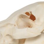 Real Potbellied Pig Skull – Damaged