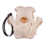 Real Domestic Dog Skull – Rottweiler
