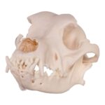 Real Domestic Dog Skull – Rottweiler