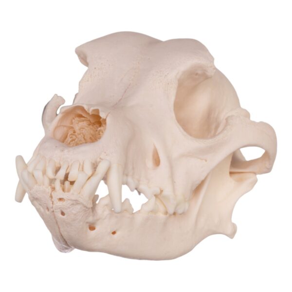 Real Domestic Dog Skull – Rottweiler