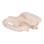 Real Domestic Dog Skull – Rottweiler