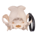 Real Domestic Dog Skull – Rottweiler
